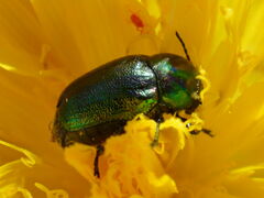 Cryptocephalus