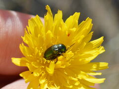 Cryptocephalus