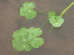 Ranunculus omiophyllus