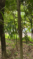 Acacia auriculiformis