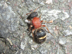 Bischoffitilla