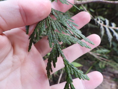 Thuja plicata