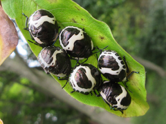 Poecilocoris lewisi