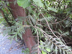 Thuja plicata