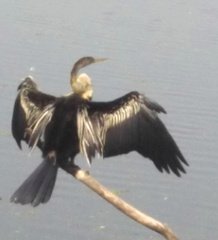 Anhinga melanogaster