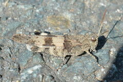 Oedipoda