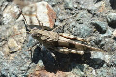 Oedipoda