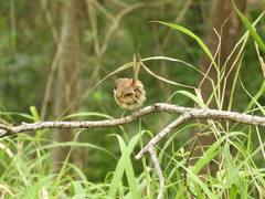 Malurus melanocephalus