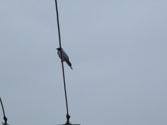 Coracina novaehollandiae