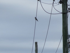 Coracina novaehollandiae