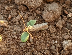 Amydria effrenatella