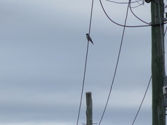 Coracina novaehollandiae