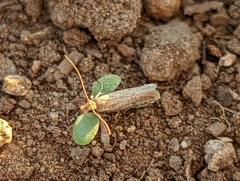 Amydria effrenatella