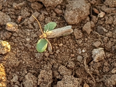 Amydria effrenatella