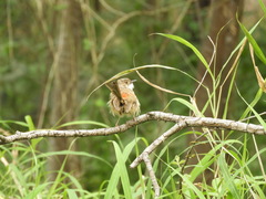Malurus melanocephalus