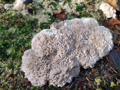 Kretzschmaria deusta