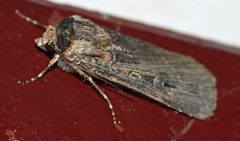 Agrotis infusa