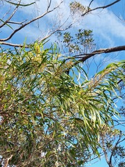 Acacia mabellae