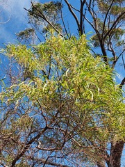 Acacia mabellae