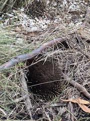 Tachyglossus aculeatus setosus