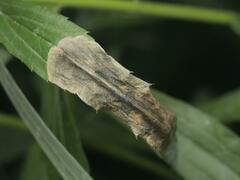 Nemorimyza posticata