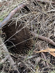 Tachyglossus aculeatus setosus