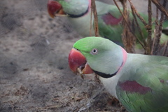 Psittacula eupatria