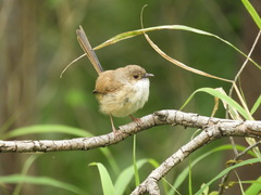 Malurus melanocephalus