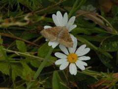 Scotopteryx chenopodiata