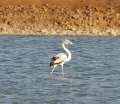 Phoenicopterus roseus