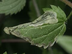 Agromyza pseudoreptans