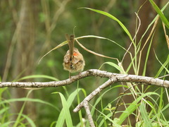 Malurus melanocephalus