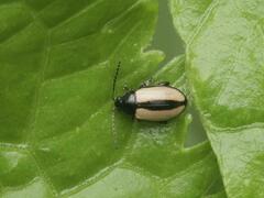 Phyllotreta armoraciae