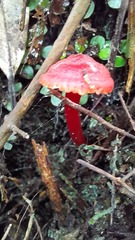 Hygrocybe