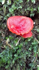 Hygrocybe