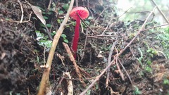 Hygrocybe