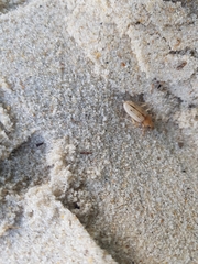 Eurynebria complanata