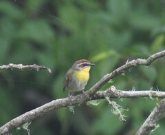 Basileuterus rufifrons