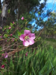 Anisodontea scabrosa