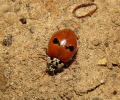 Adalia bipunctata