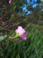 Anisodontea scabrosa