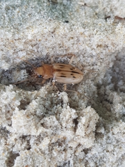 Eurynebria complanata