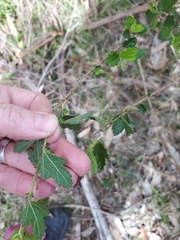 Anisodontea scabrosa