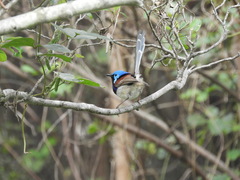 Malurus lamberti