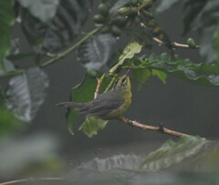 Basileuterus culicivorus