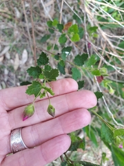 Anisodontea scabrosa