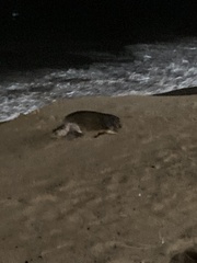 Lepidochelys olivacea