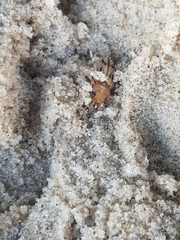 Eurynebria complanata