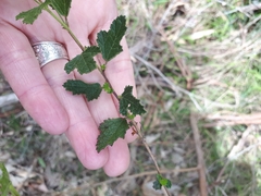 Anisodontea scabrosa