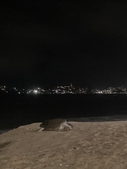 Lepidochelys olivacea